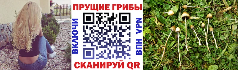 Псилоцибиновые грибы Magic Shrooms  KRAKEN маркетплейс  Приозерск  где можно купить наркотик 
